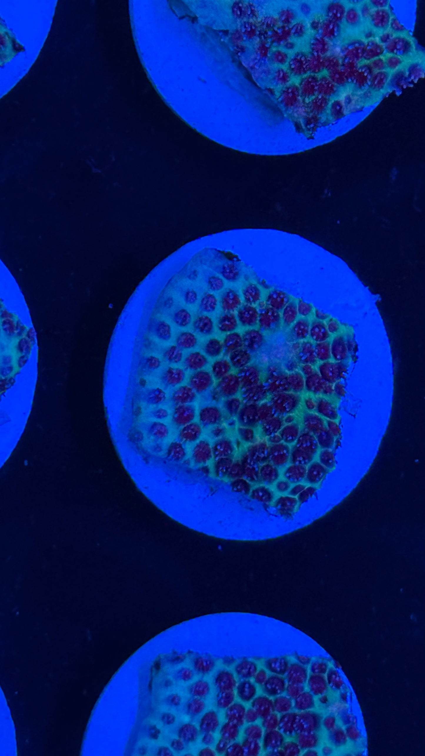 ORA Sand Dollar Porites