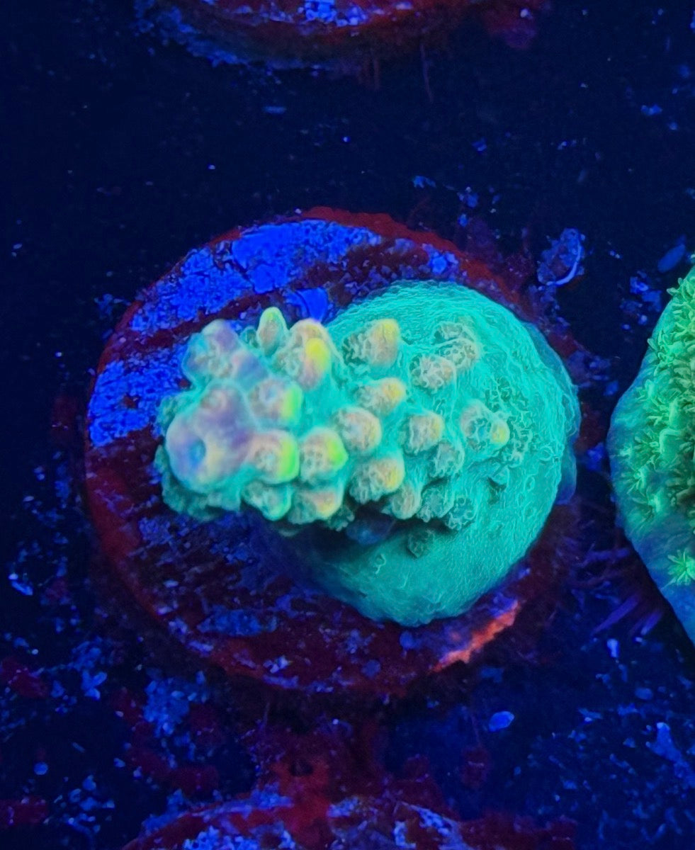 BC Bubble Bath Unicorn