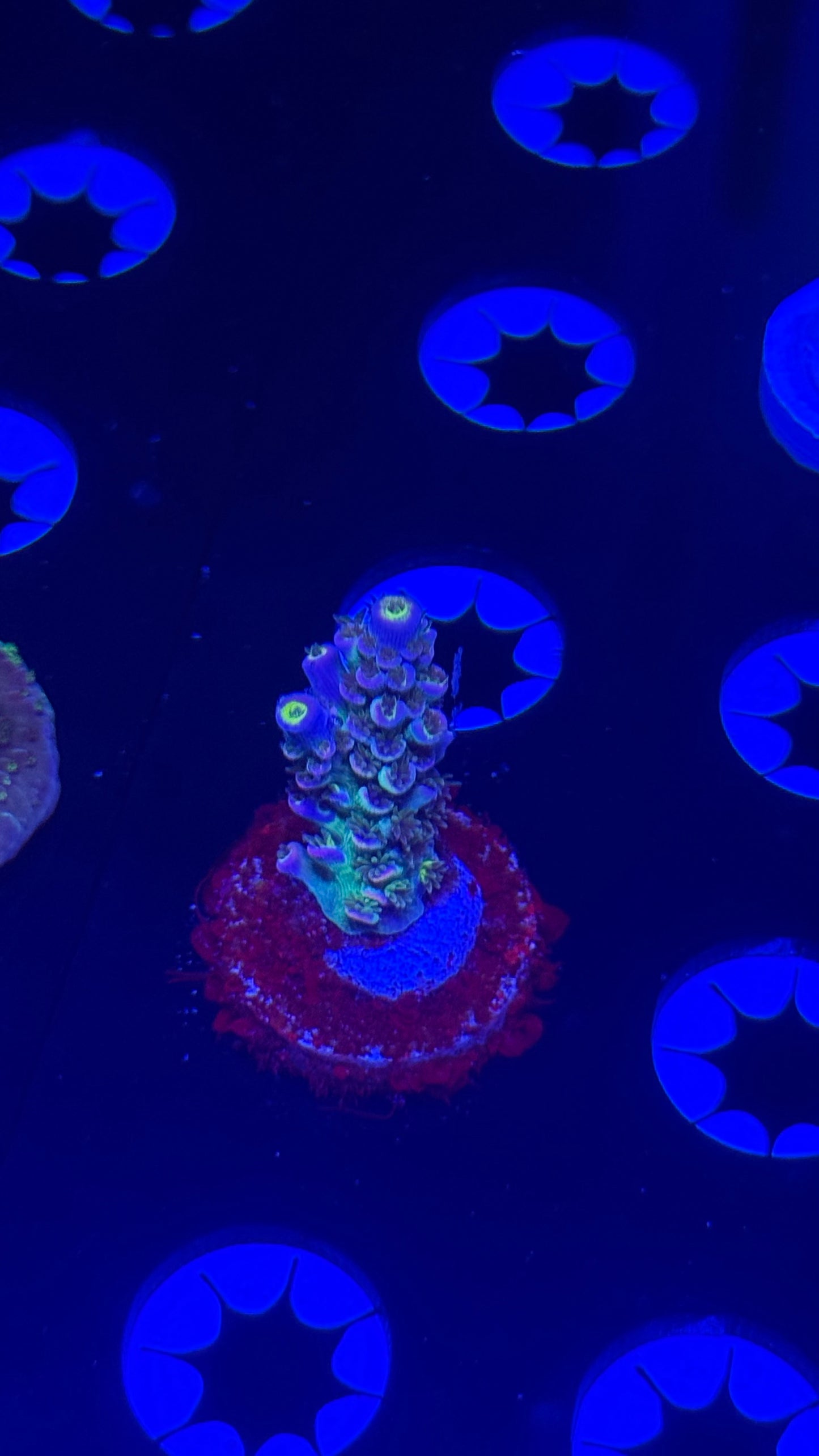 Bessett The Crash large