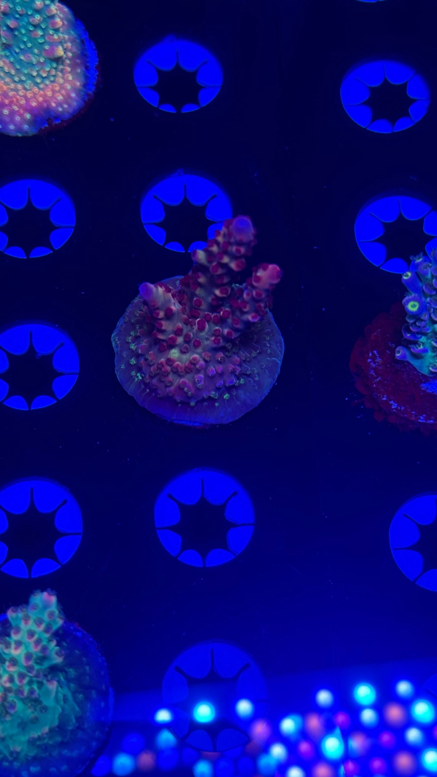 K’corals Flashlightning