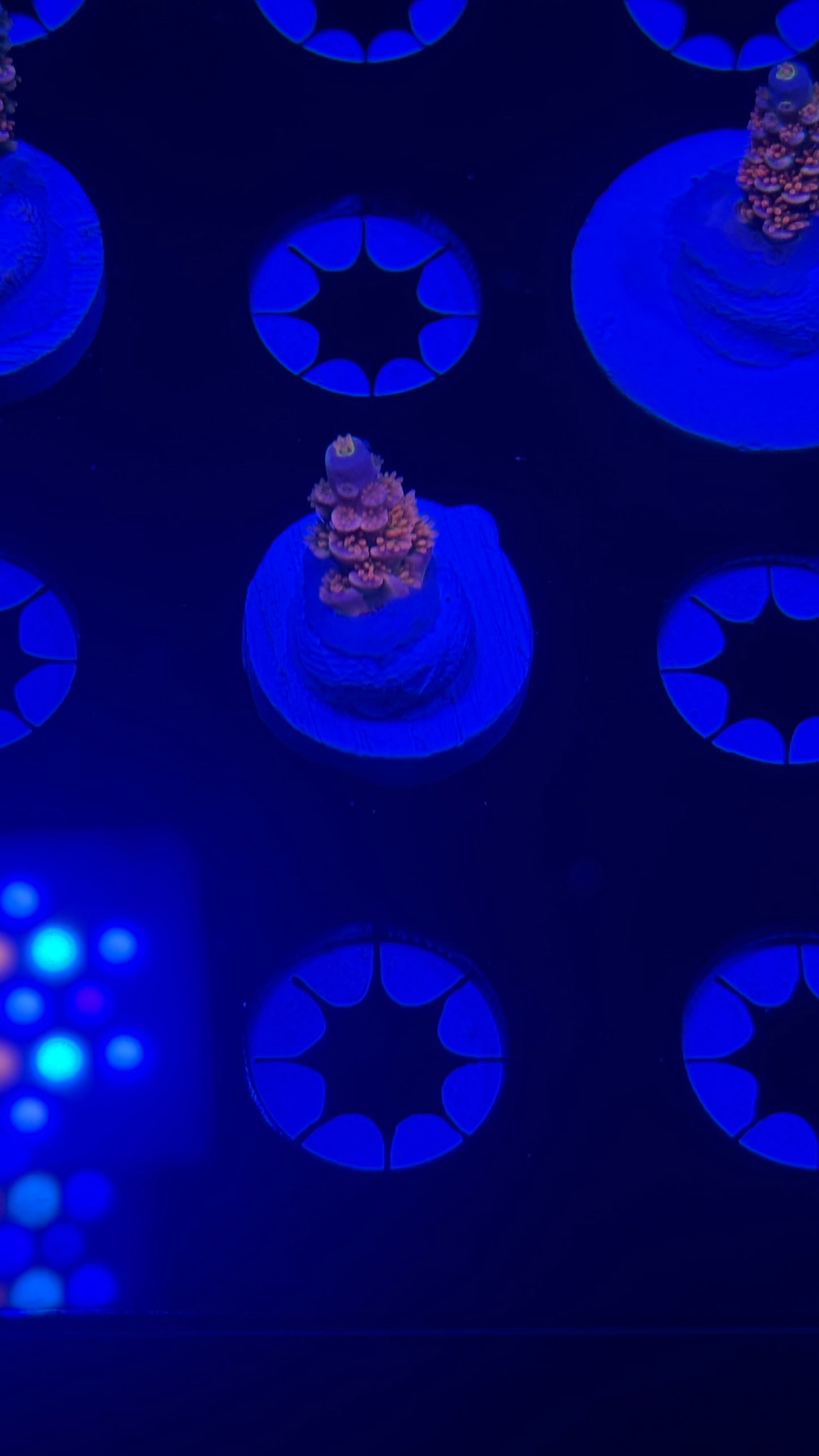 K’corals pink troll