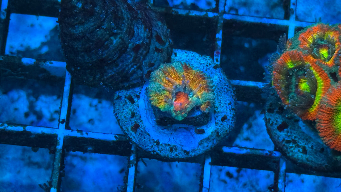 Kcorals Fatality Acan
