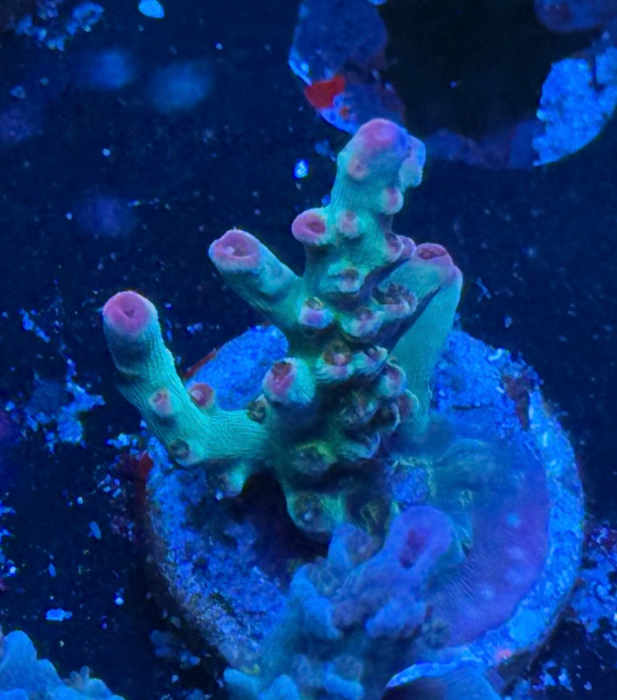 K’corals Playboy