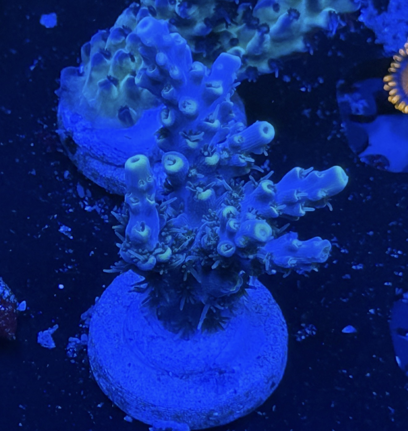 Kcorals Area 51