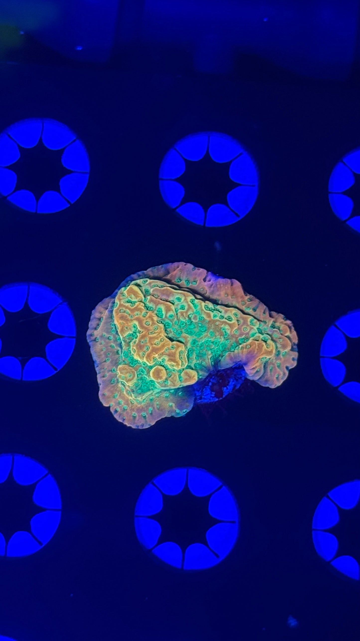 Rrc tropic thunder monti