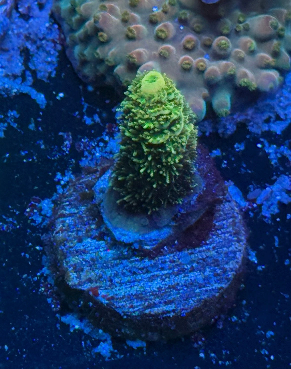 COPPS 24k Millepora
