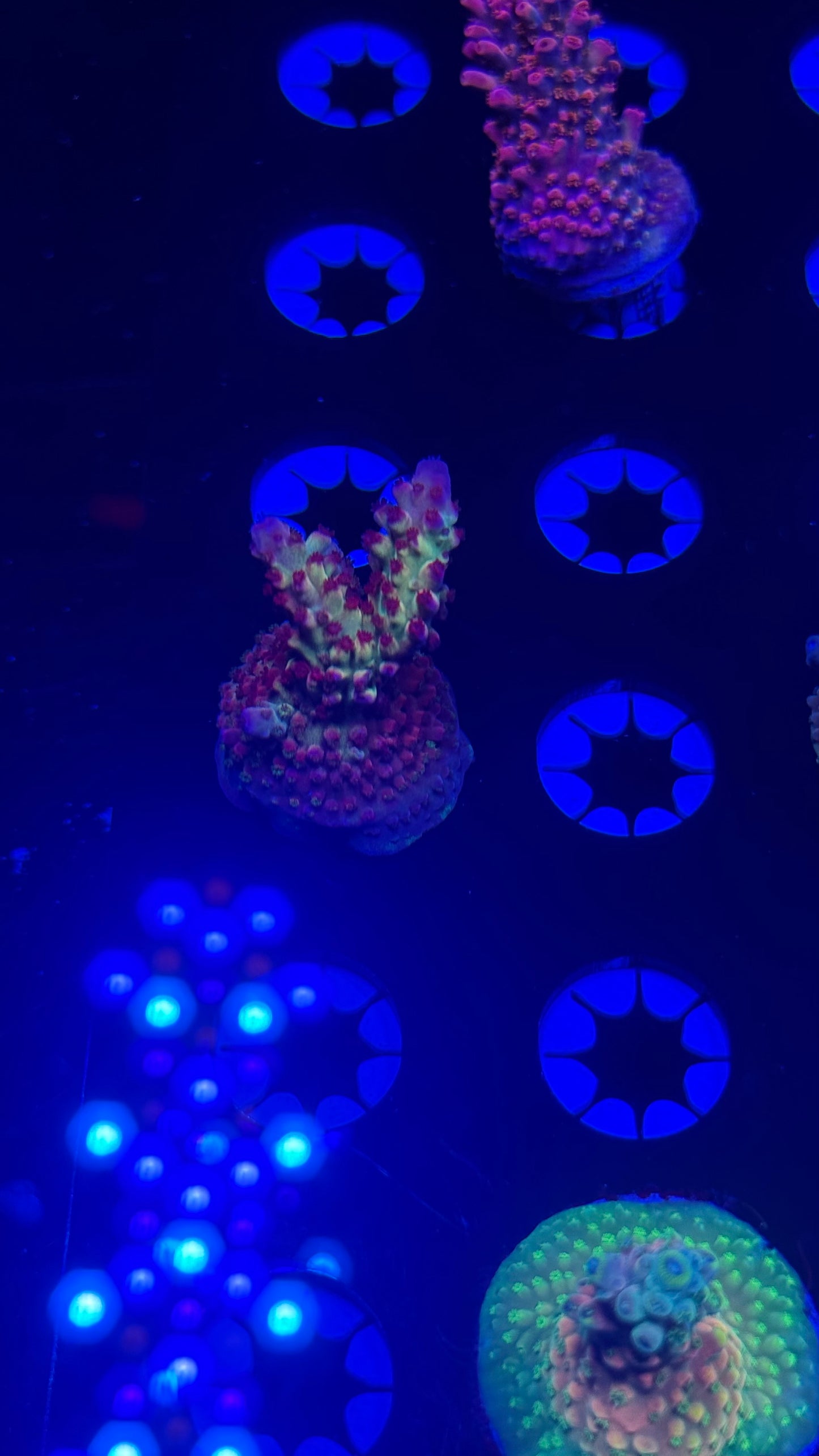 K’corals Flashlightning