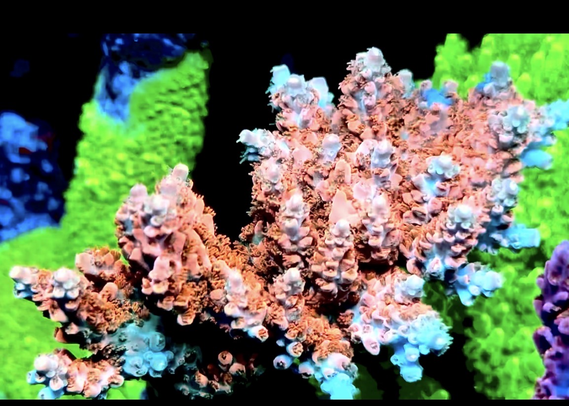 K’Corals “Crush” ( cut to order)