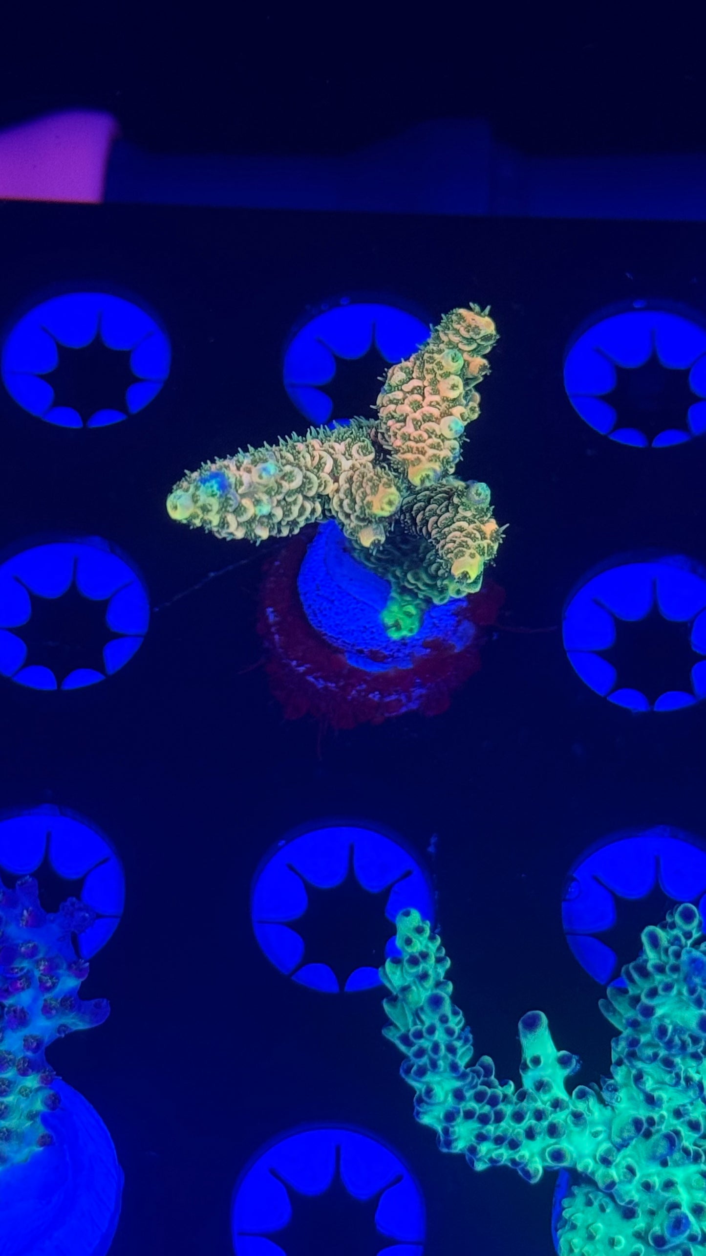 K’corals Winnie The Pooh milli (new release)