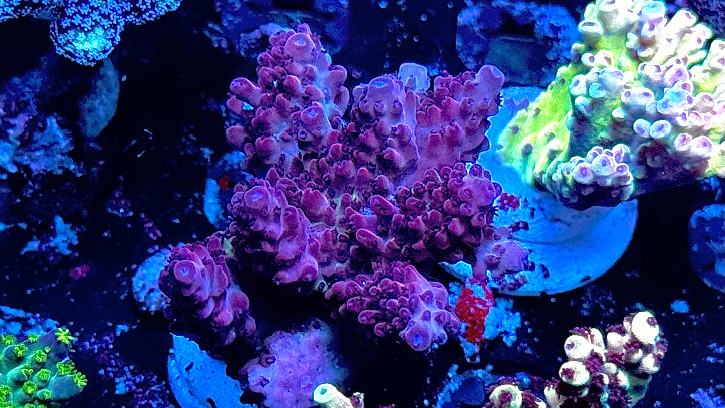 Kcorals Harlequin