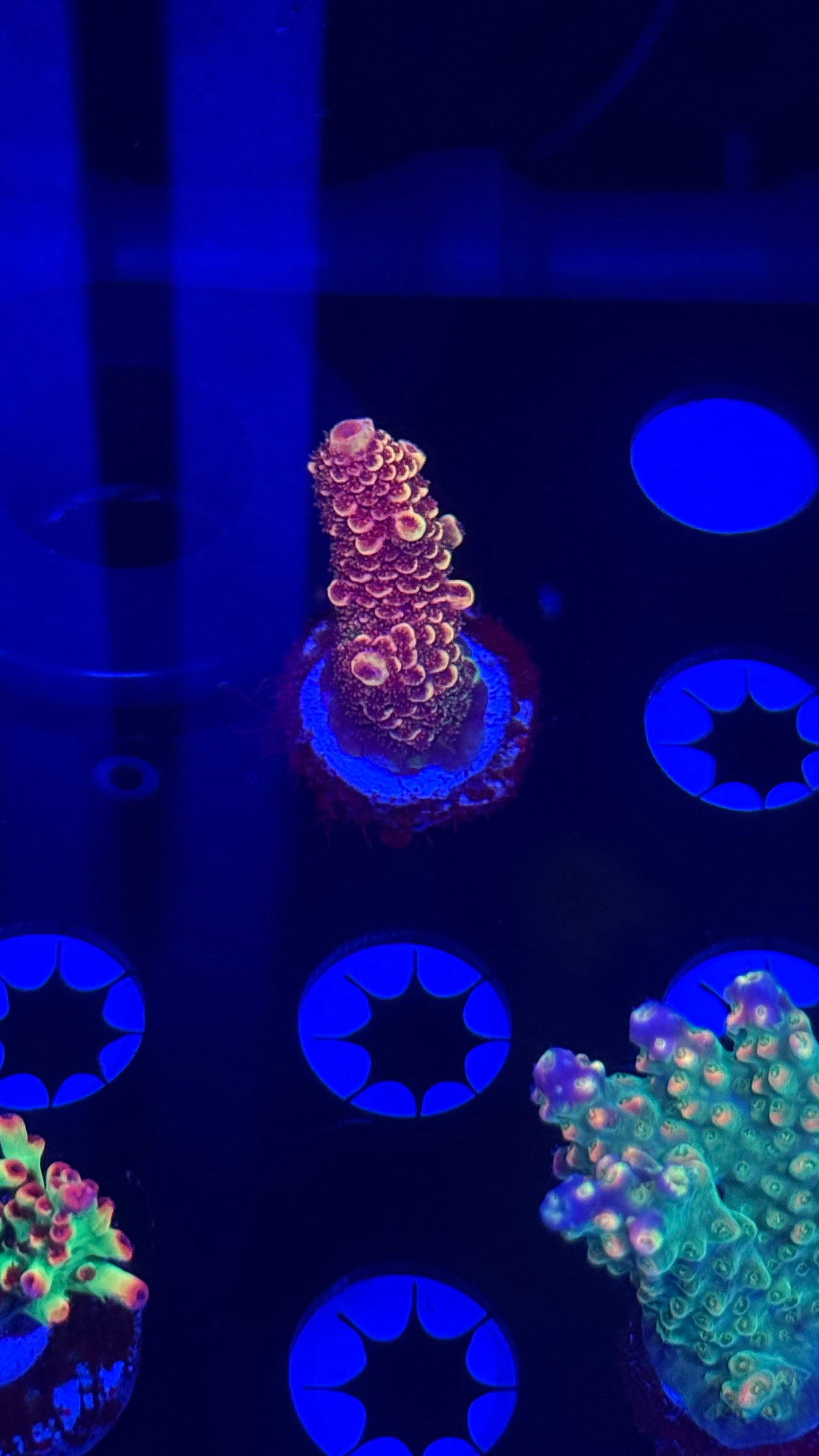 K’corals Mark7 Spath