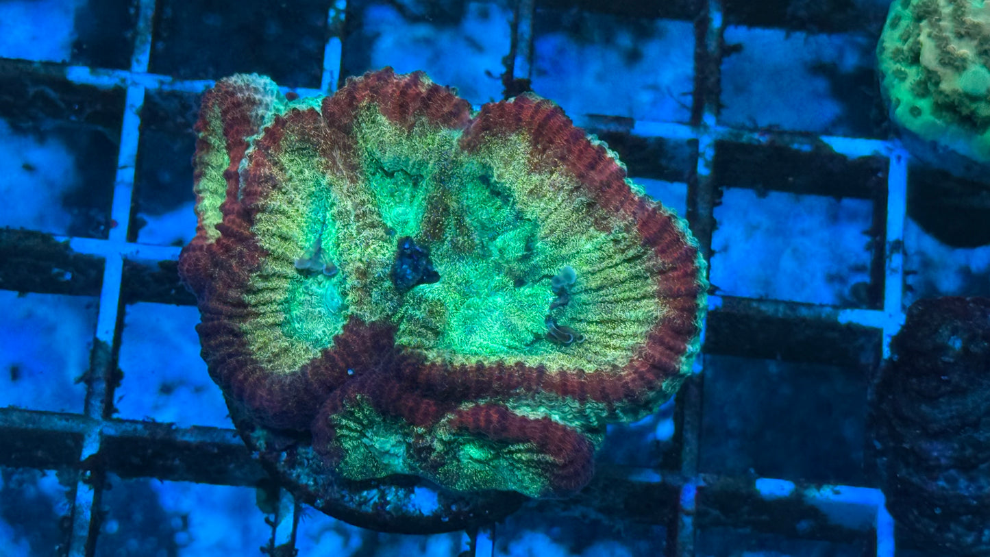 WWC Fantasmo Favia