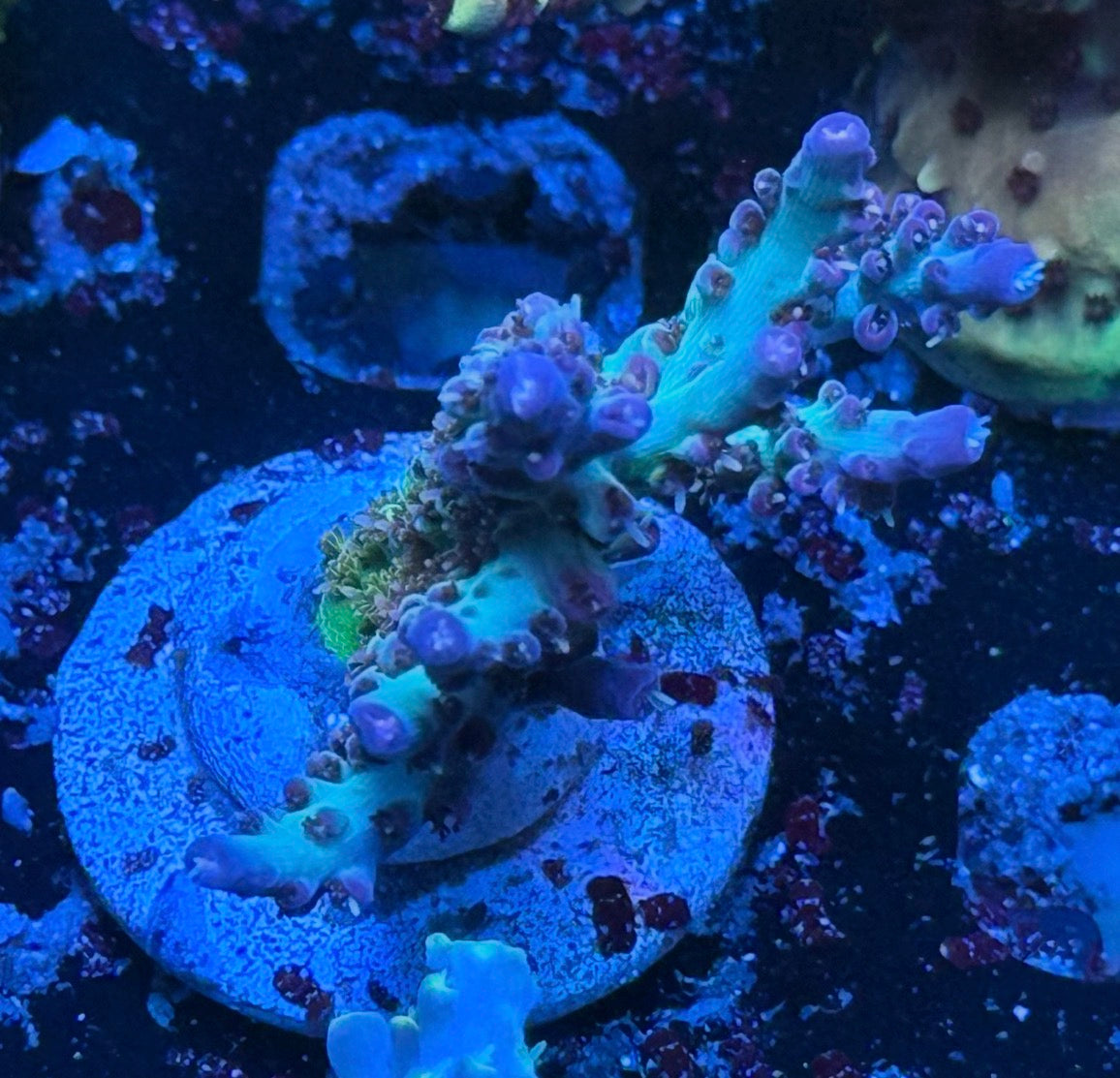 Kcorals Sulley (Chunky)