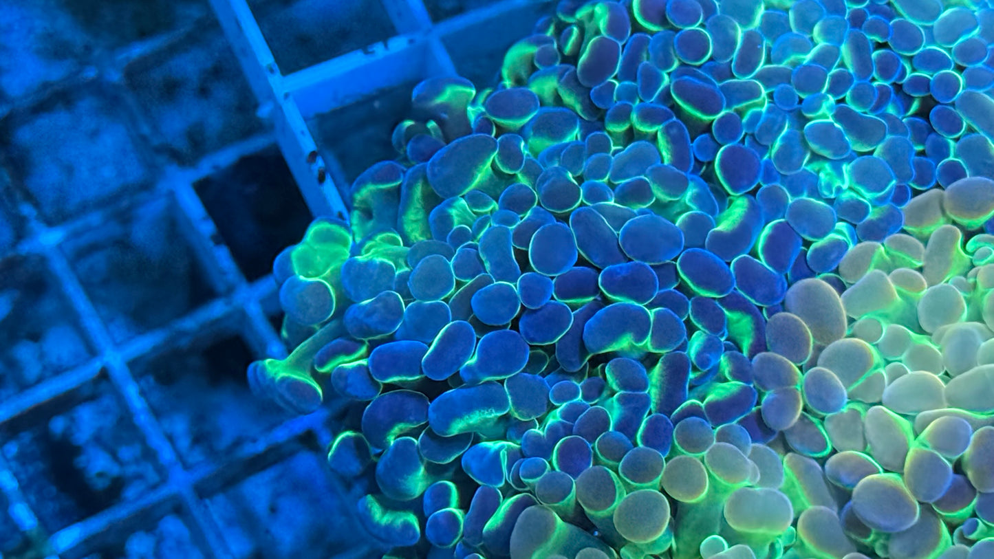 Hologram Aquacultured