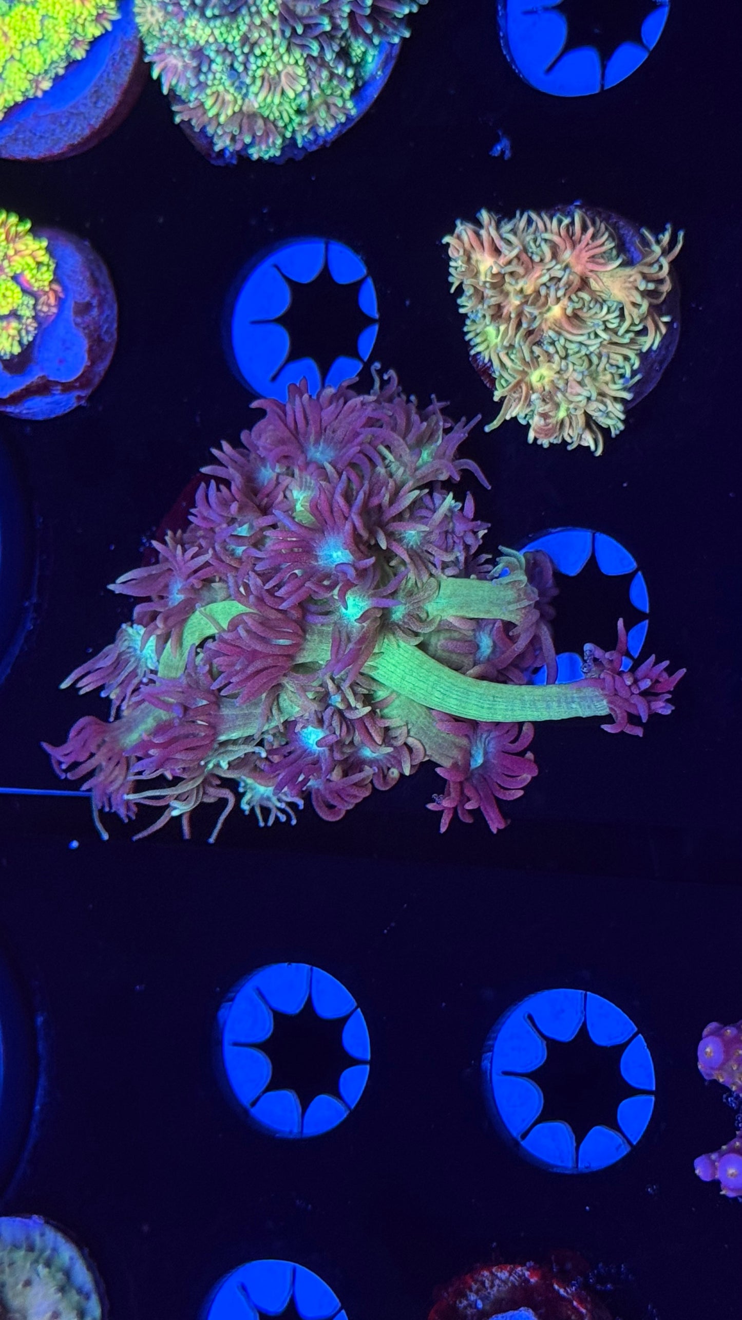 K’corals Glow Stick goni
