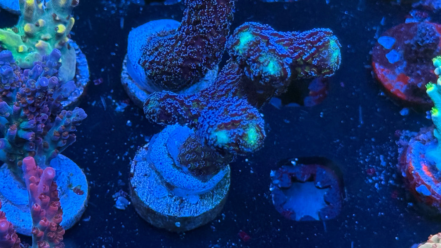 Purple pocillopora