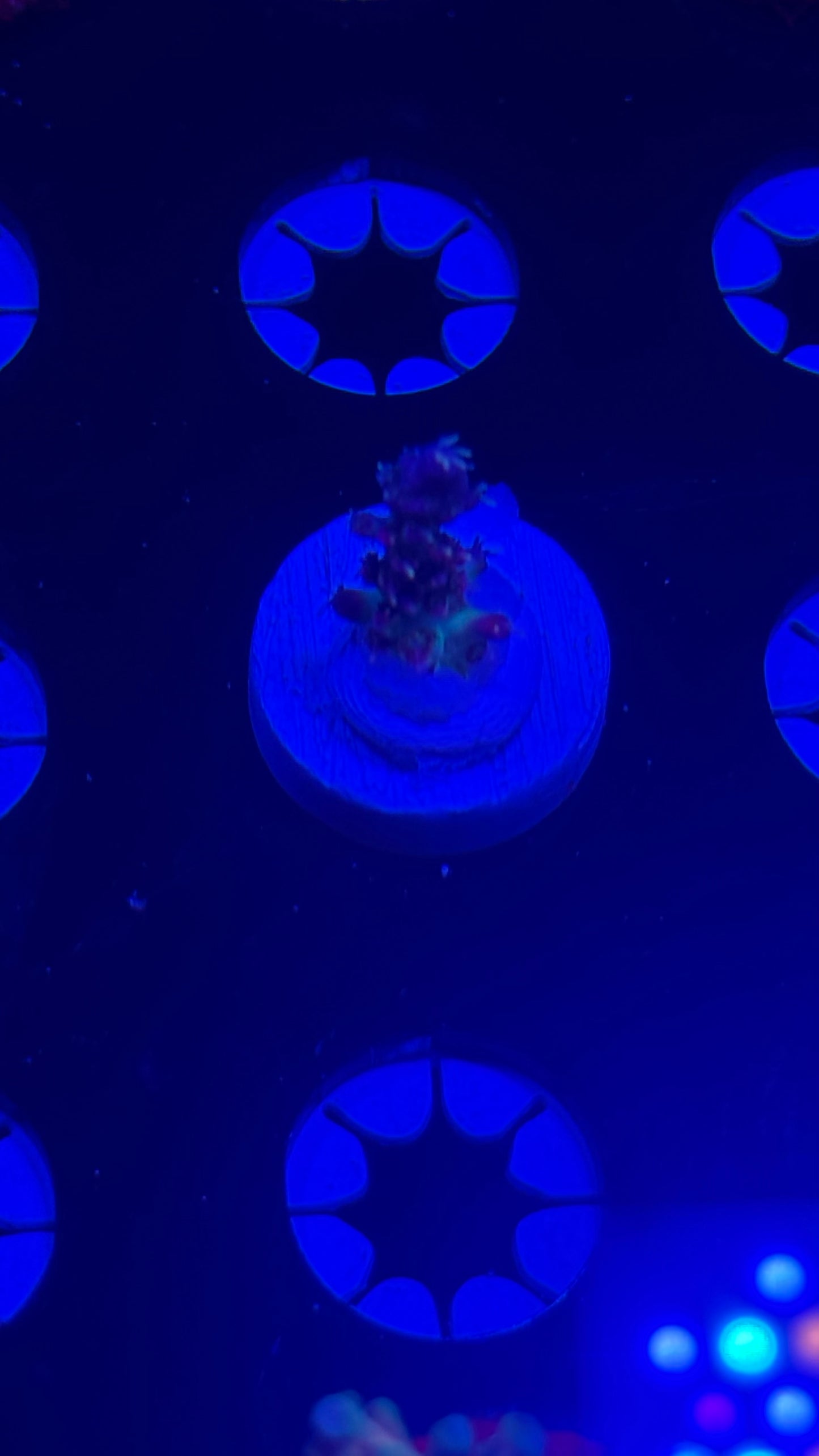 K’corals Sulley (small)