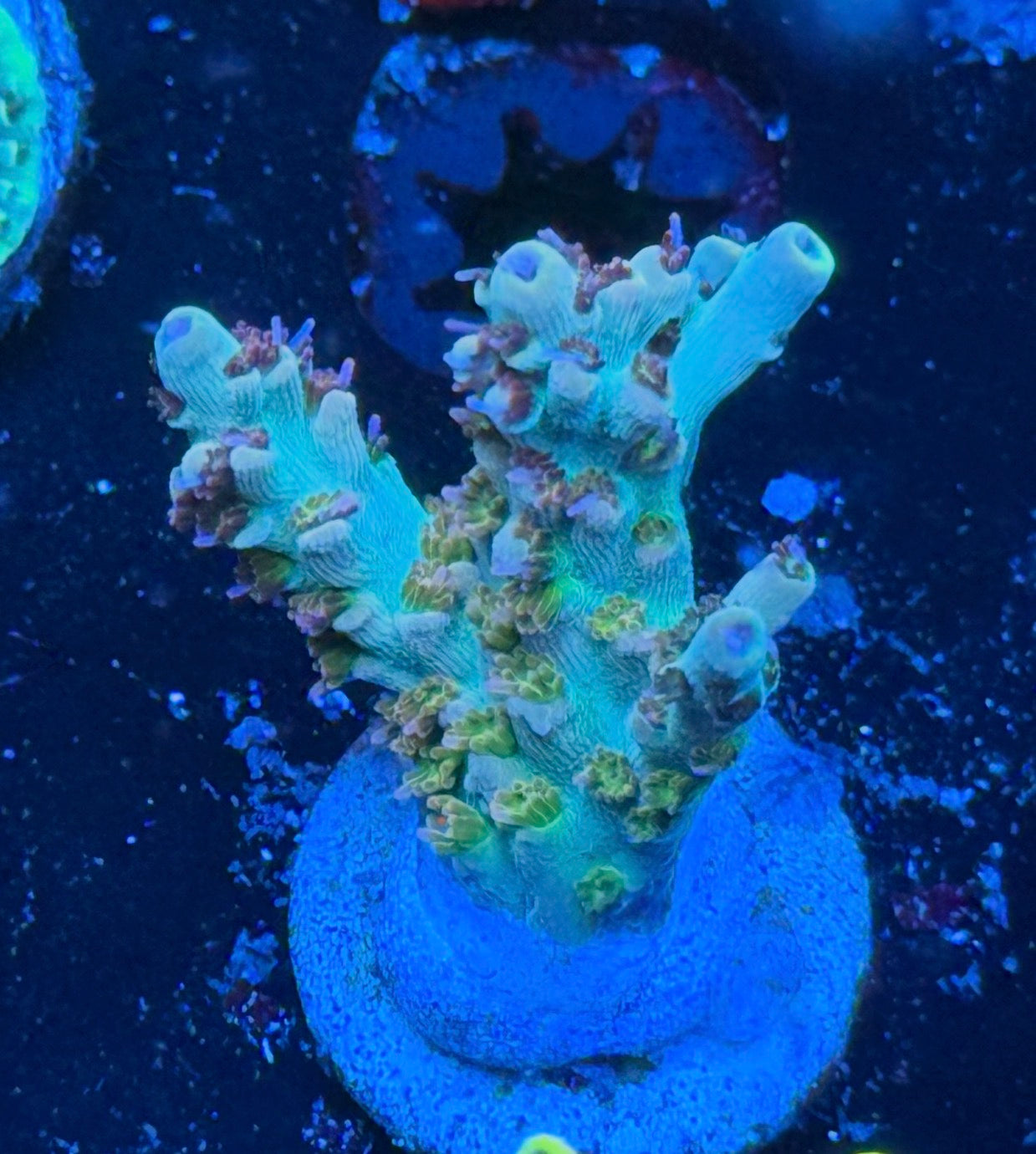 Tck Kaleidoscope Grafted DNA