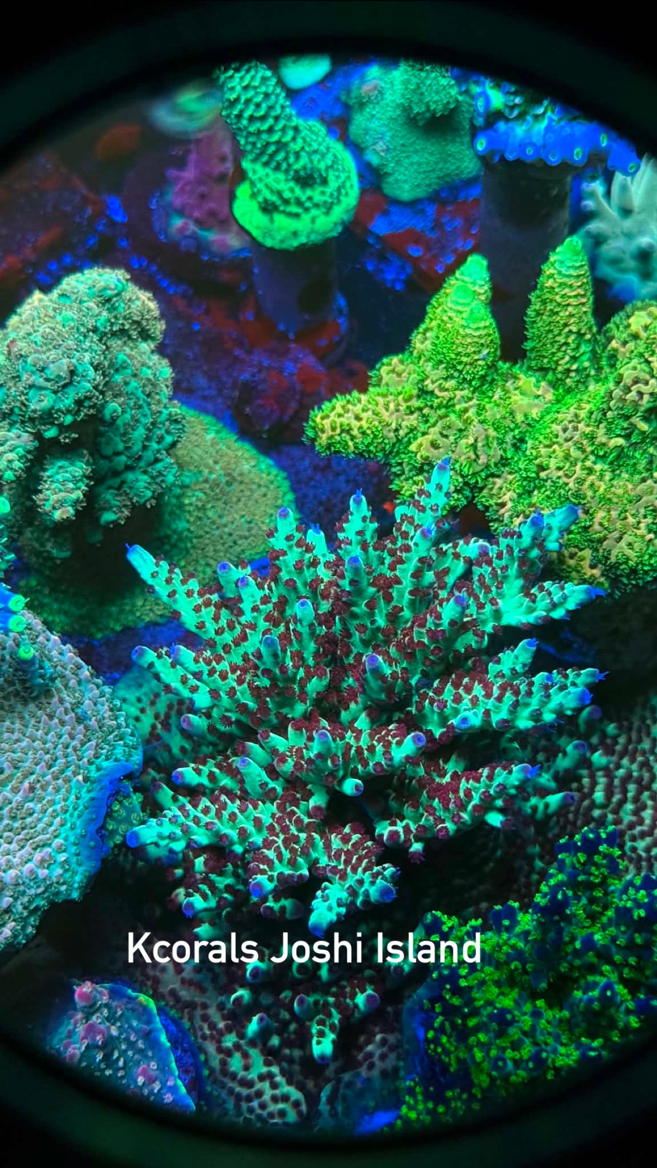 K’corals Yoshi Island