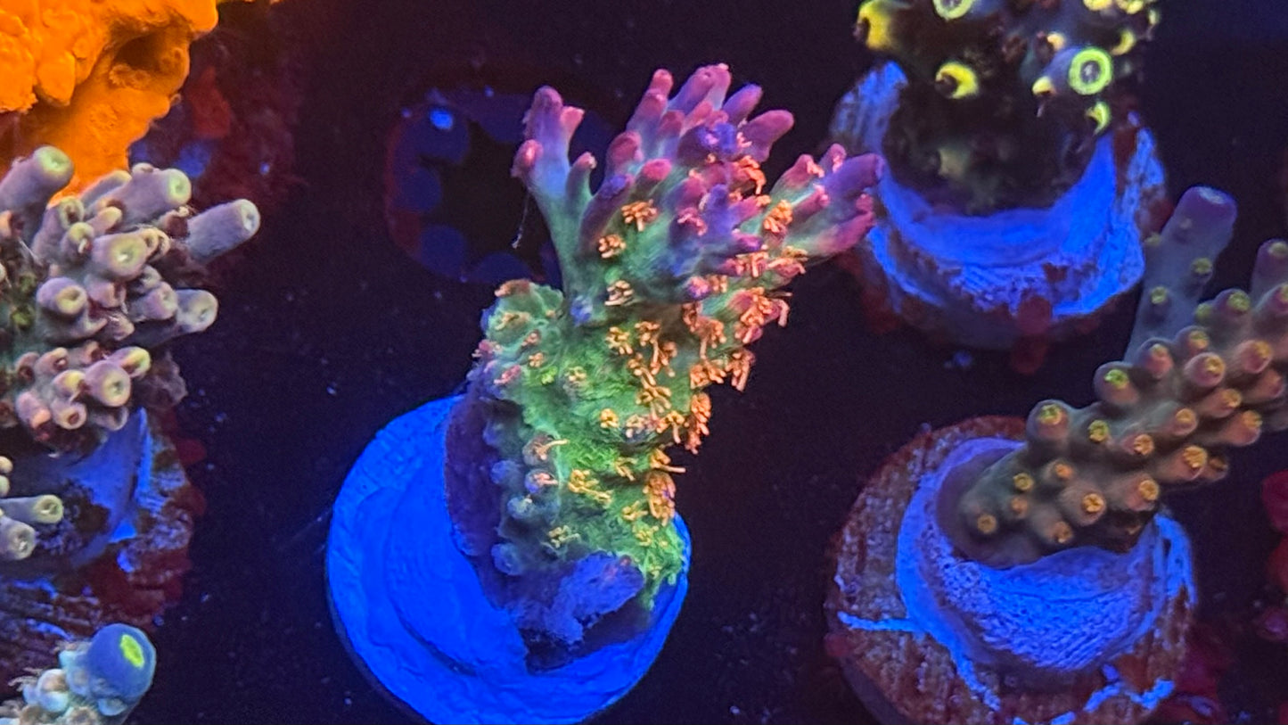 K'Corals Viper