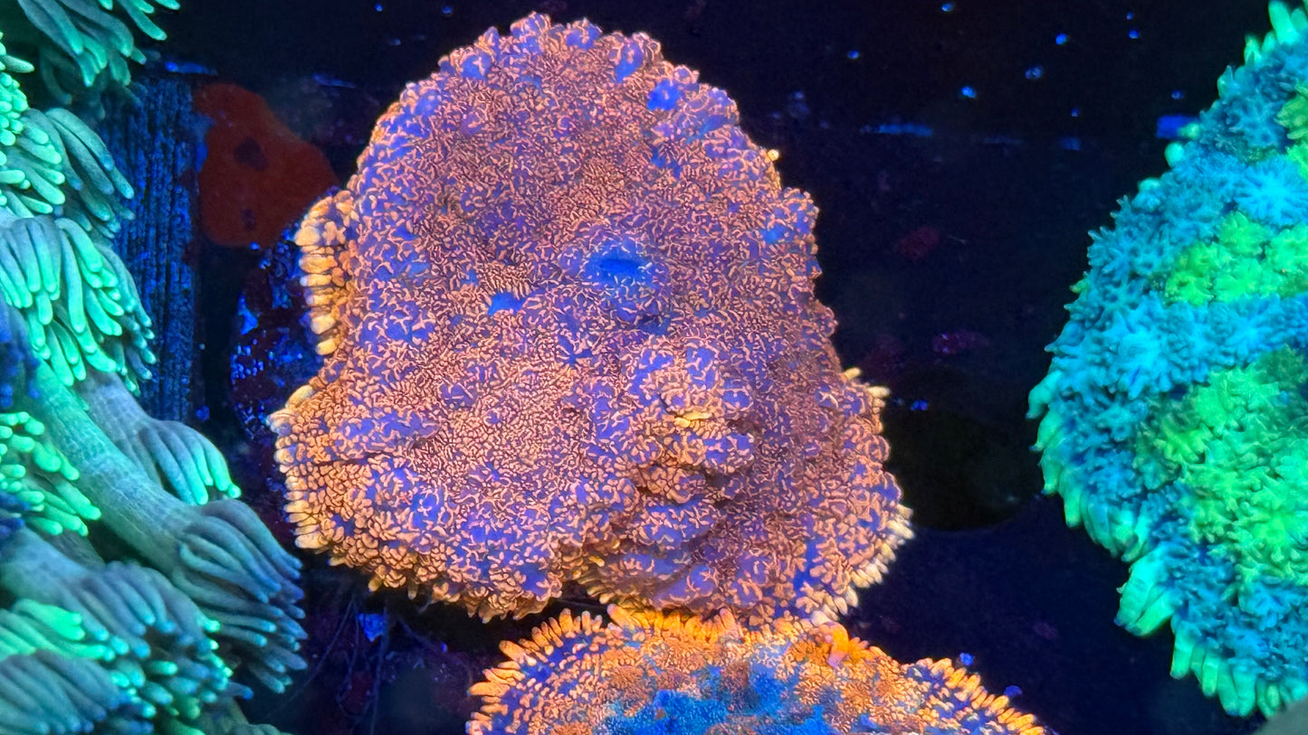 Superman Rhodactis