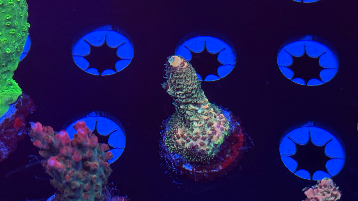 K’corals Pina Colada