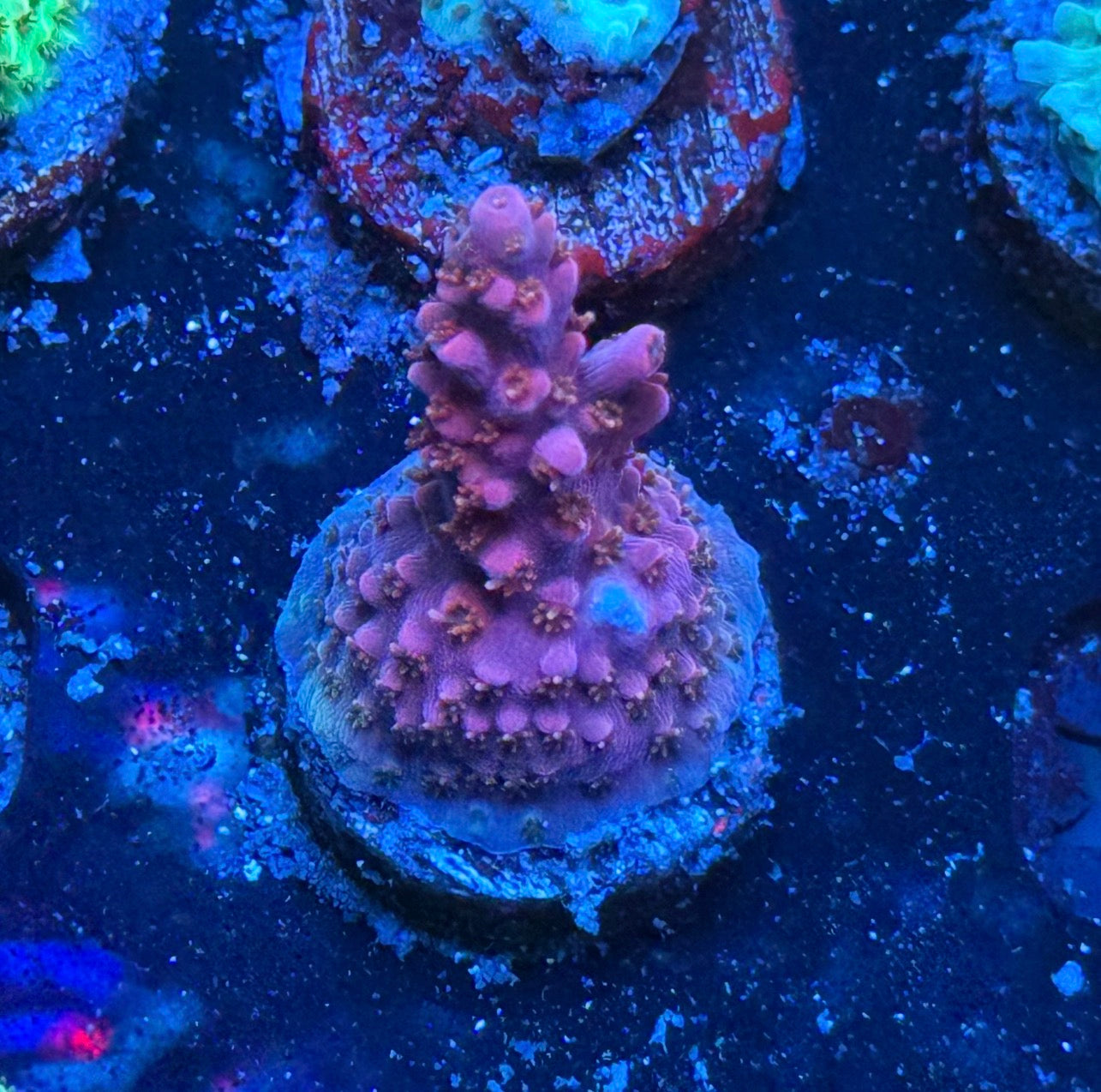 K’corals Pitaya