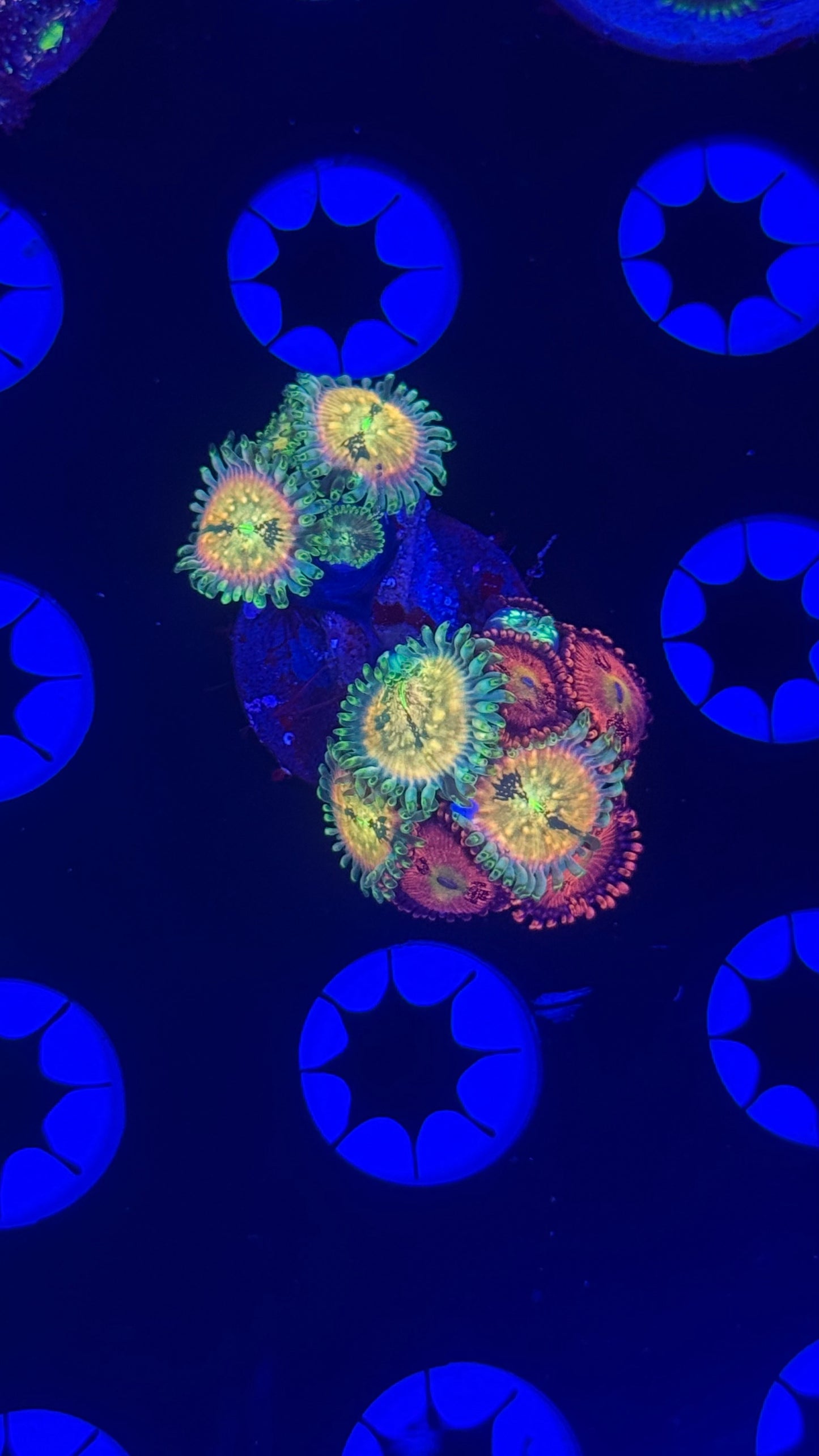 Blue agaves / play boy bunnies