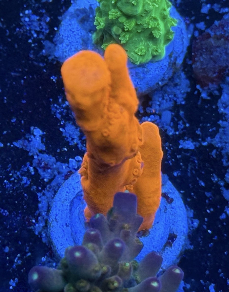 Orange Setosa