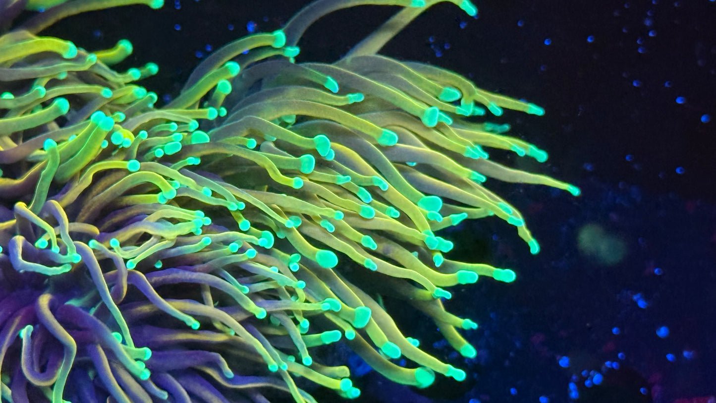Hellfire Torch Aquaculture