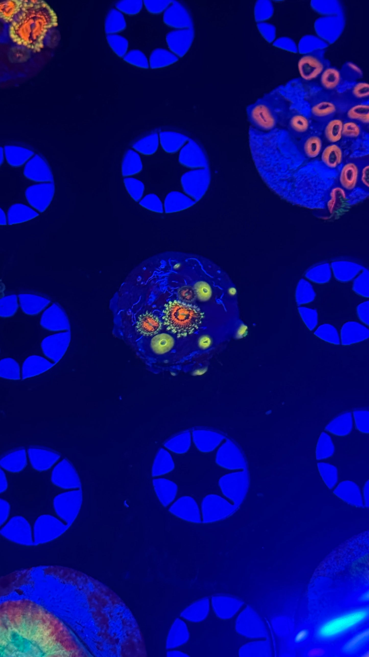 Rainbow incinerator zoa