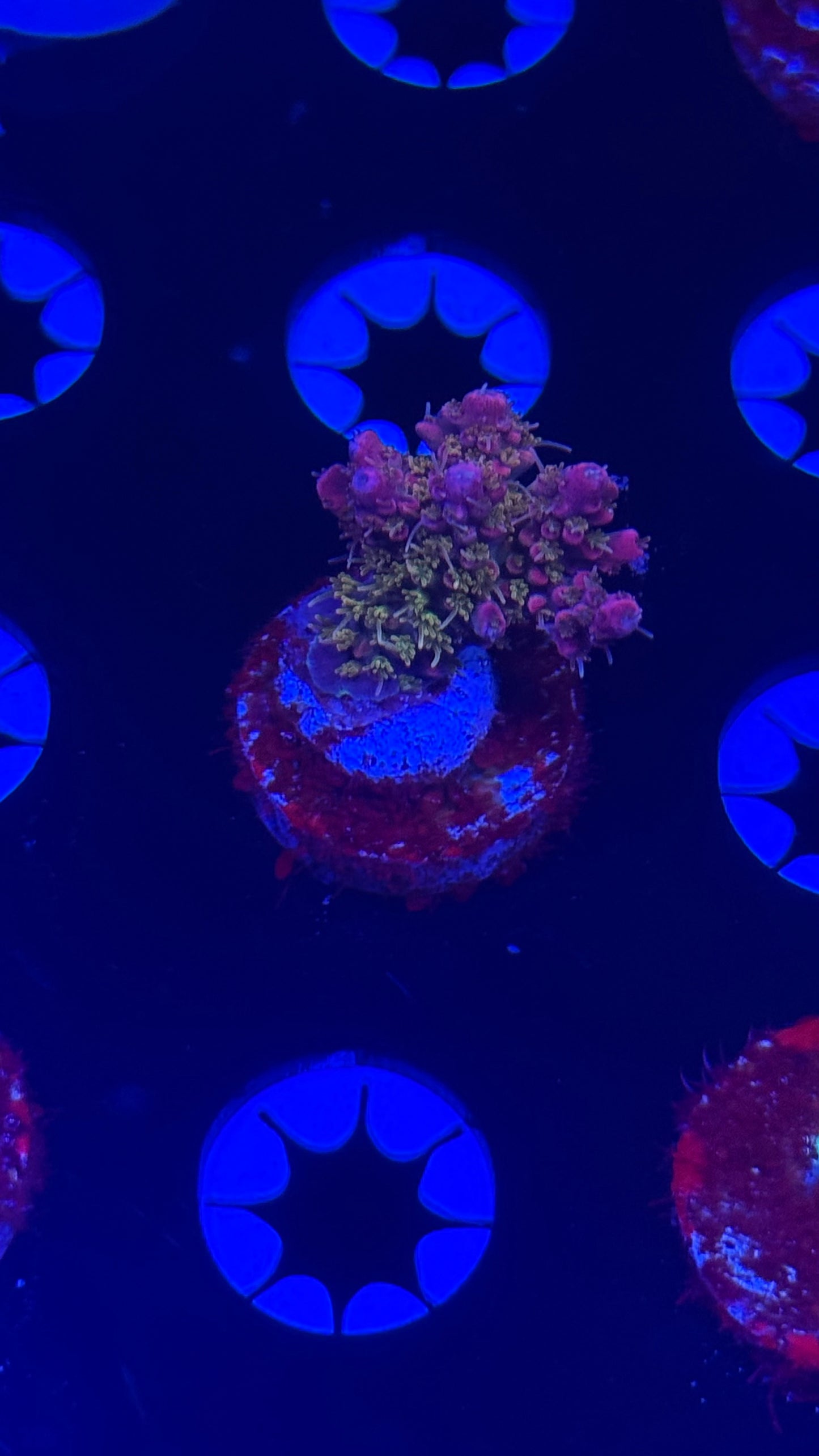 Gregs purple passion