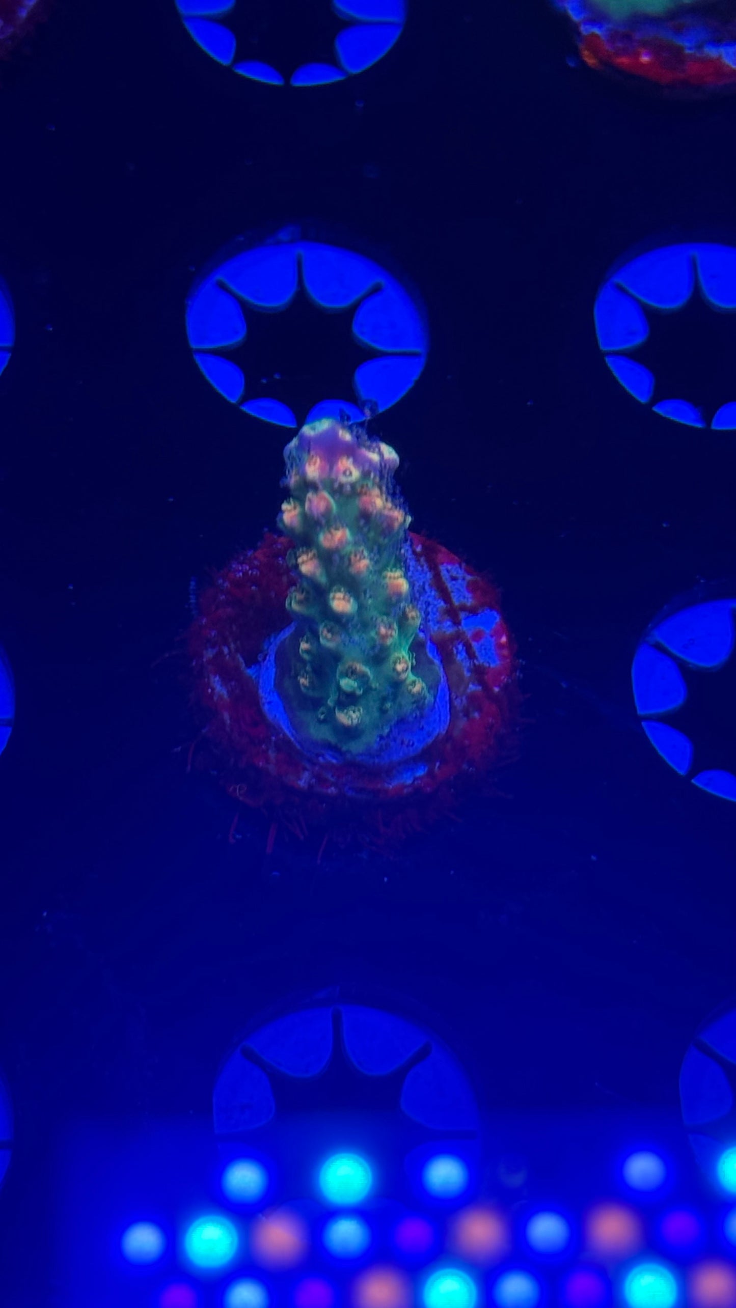 BC Bubble bath unicorn (small)