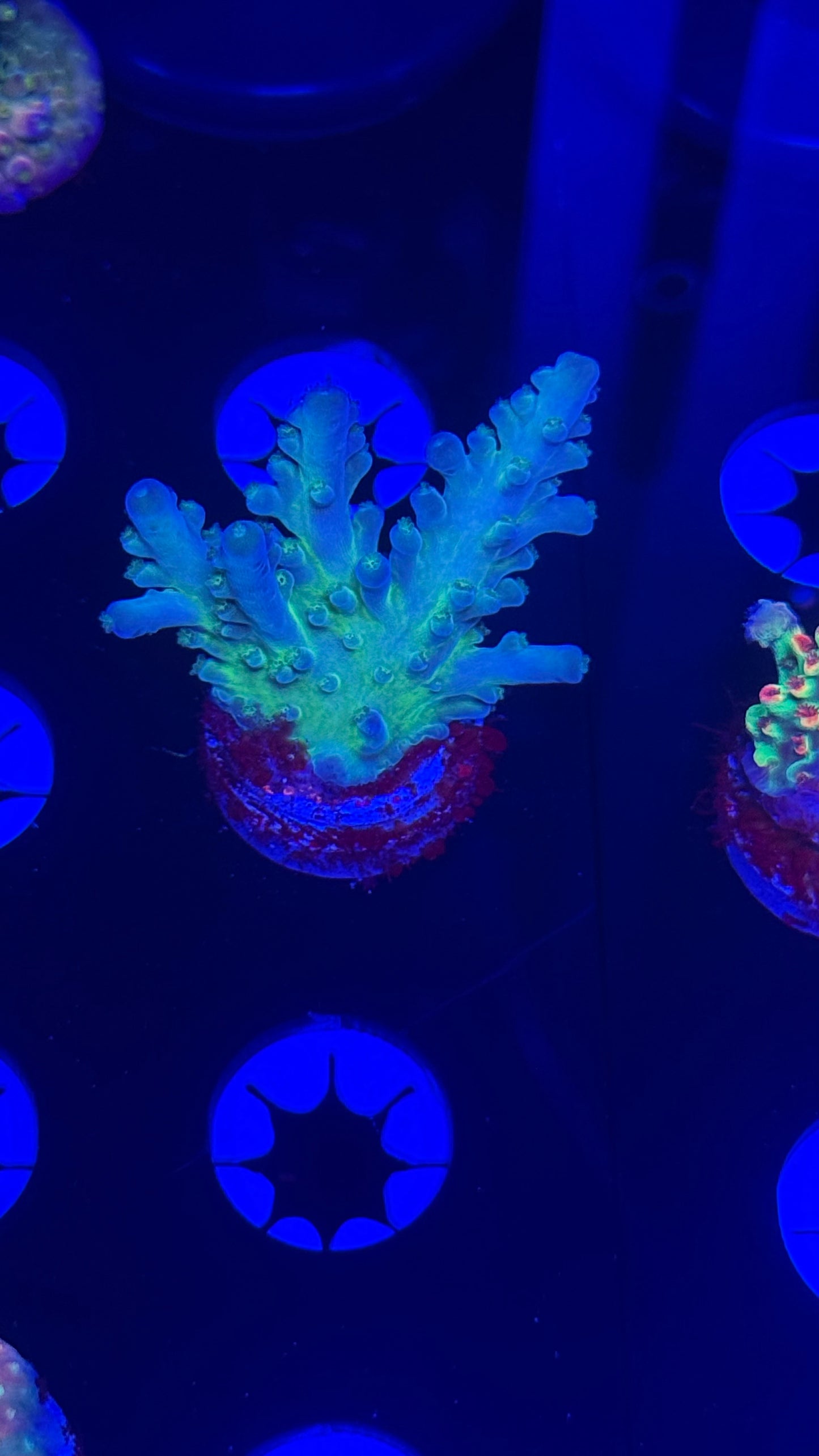 Bull Reef Pearlberry