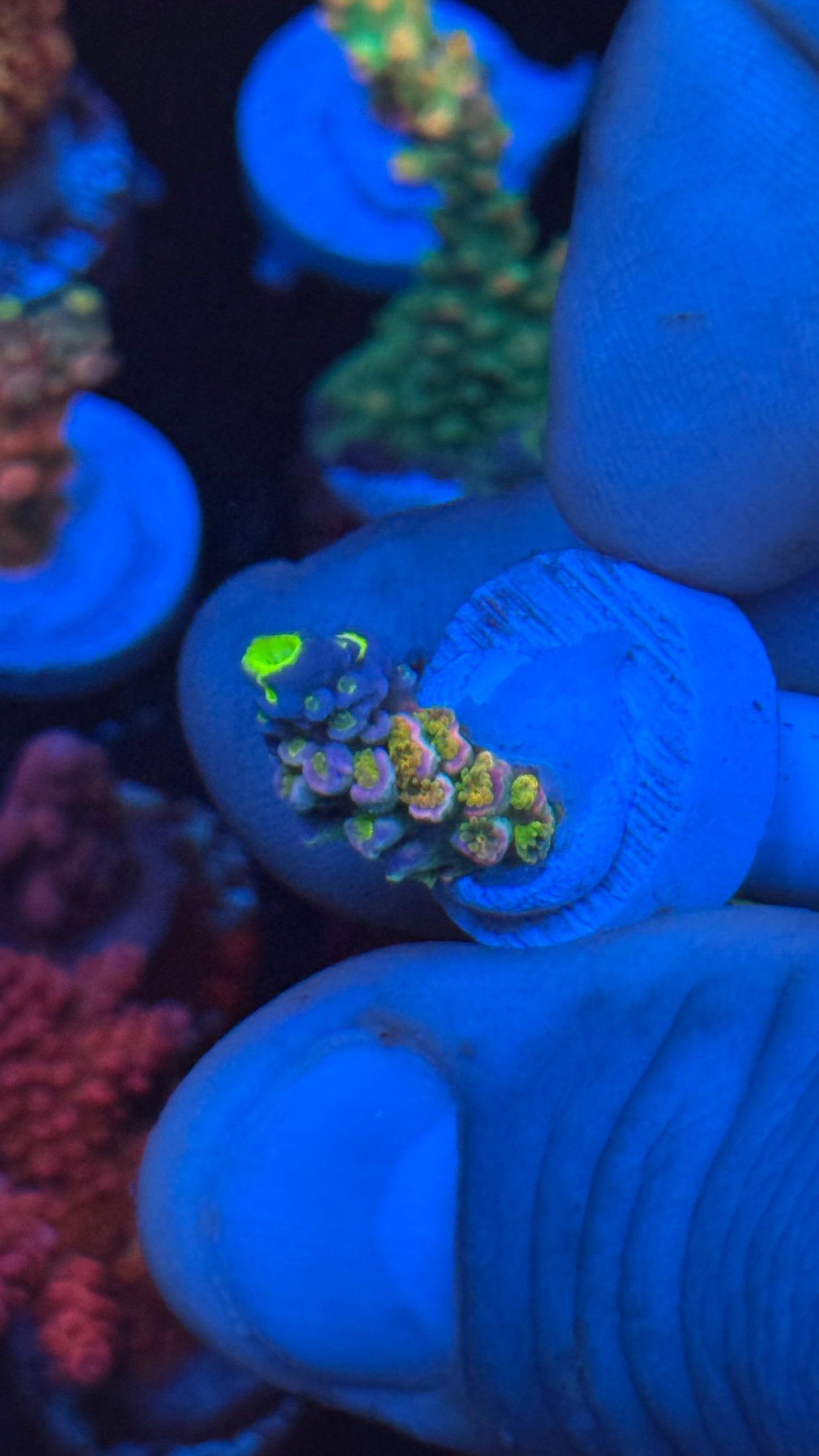 K’corals Divo