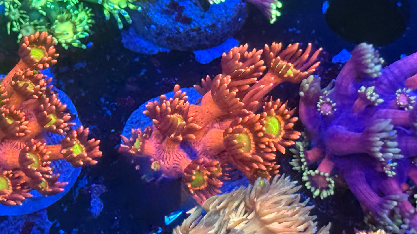 Flaming Lottus Goni
