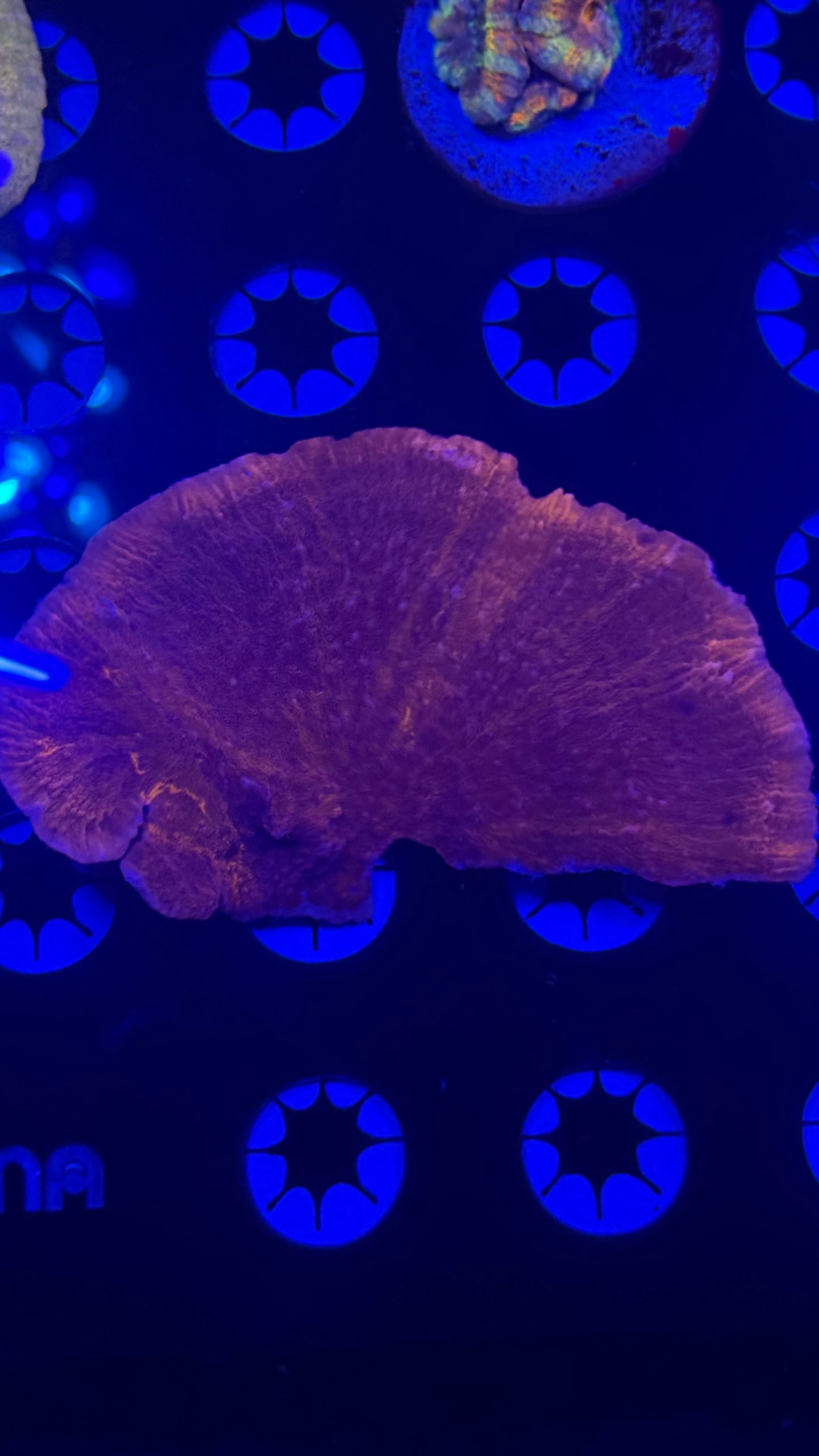 Grafted red/purple montipora chunky