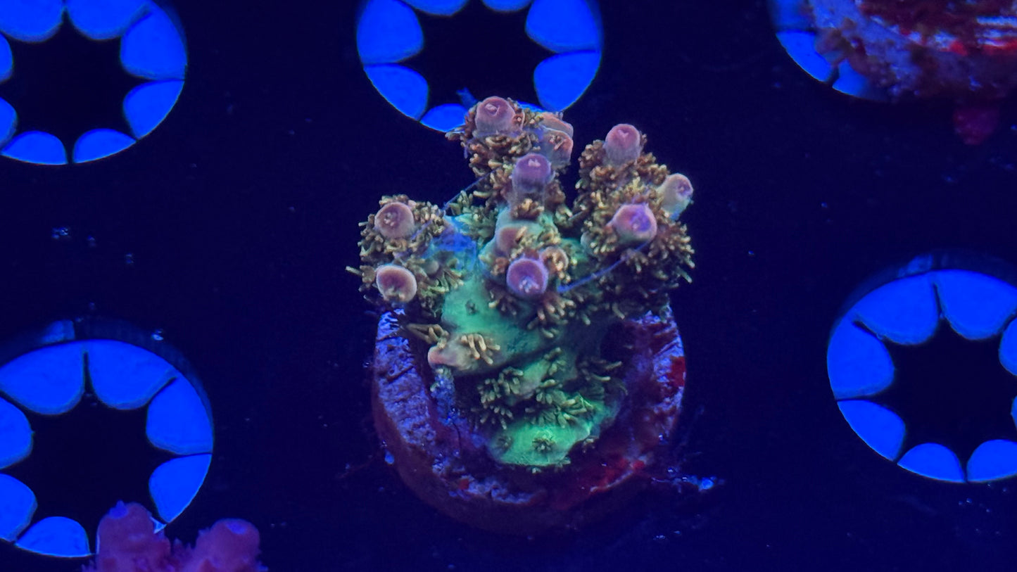 K’corals Baby Boop