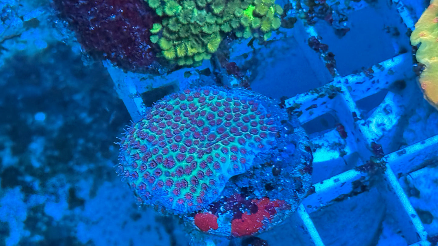 ORA Sandollar Porites
