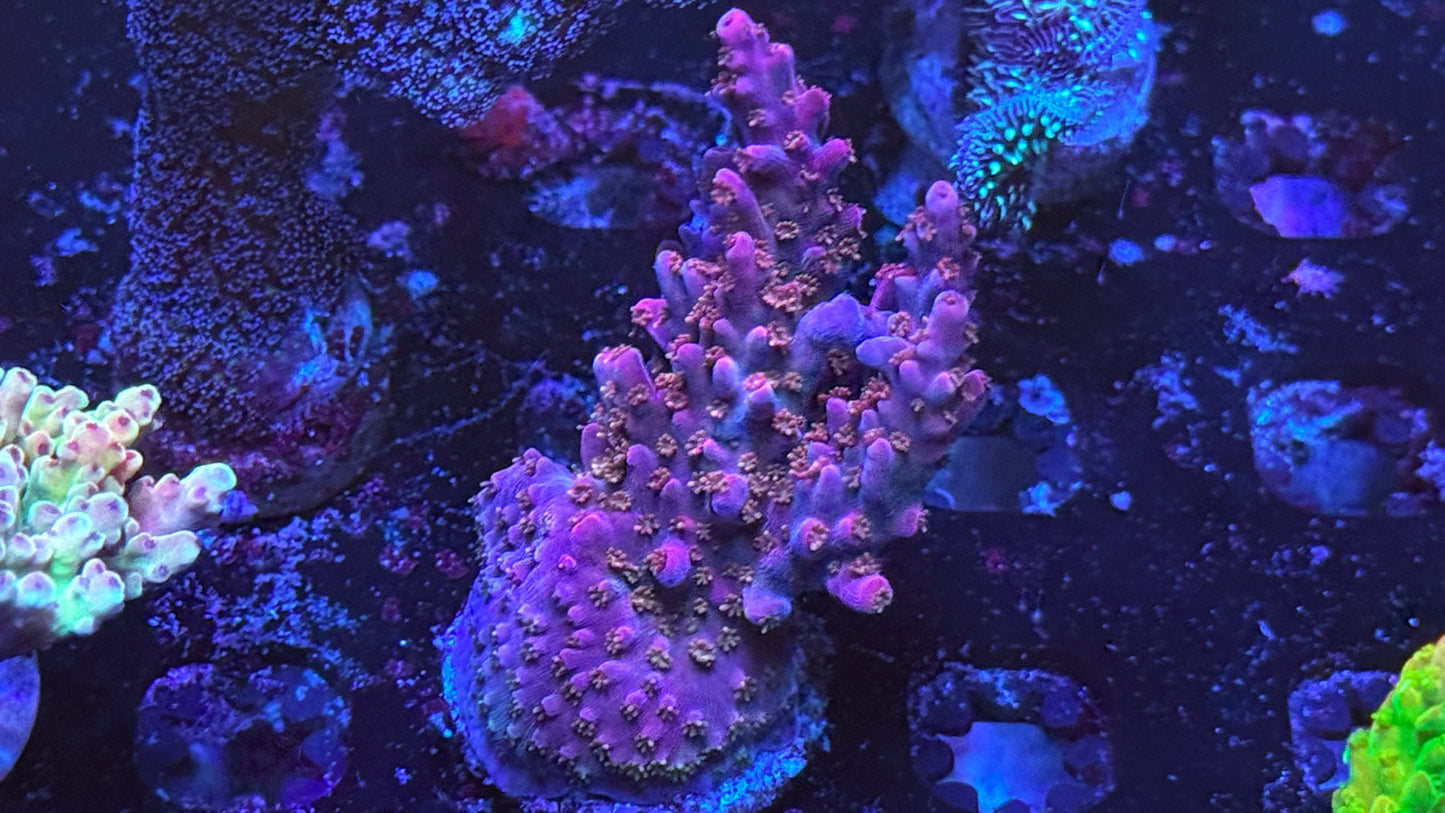 Kcorals Pitaya