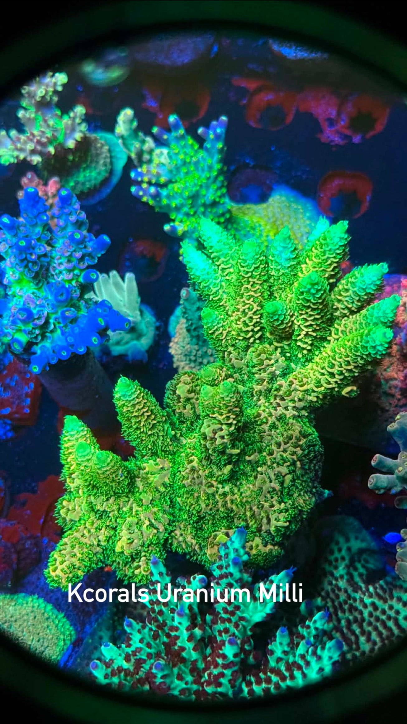 K’corals Uranium Milli