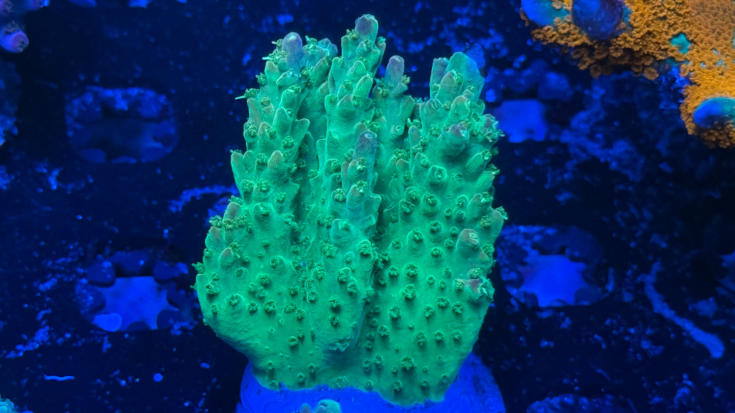 Paletta Pink Tip (Chunk)
