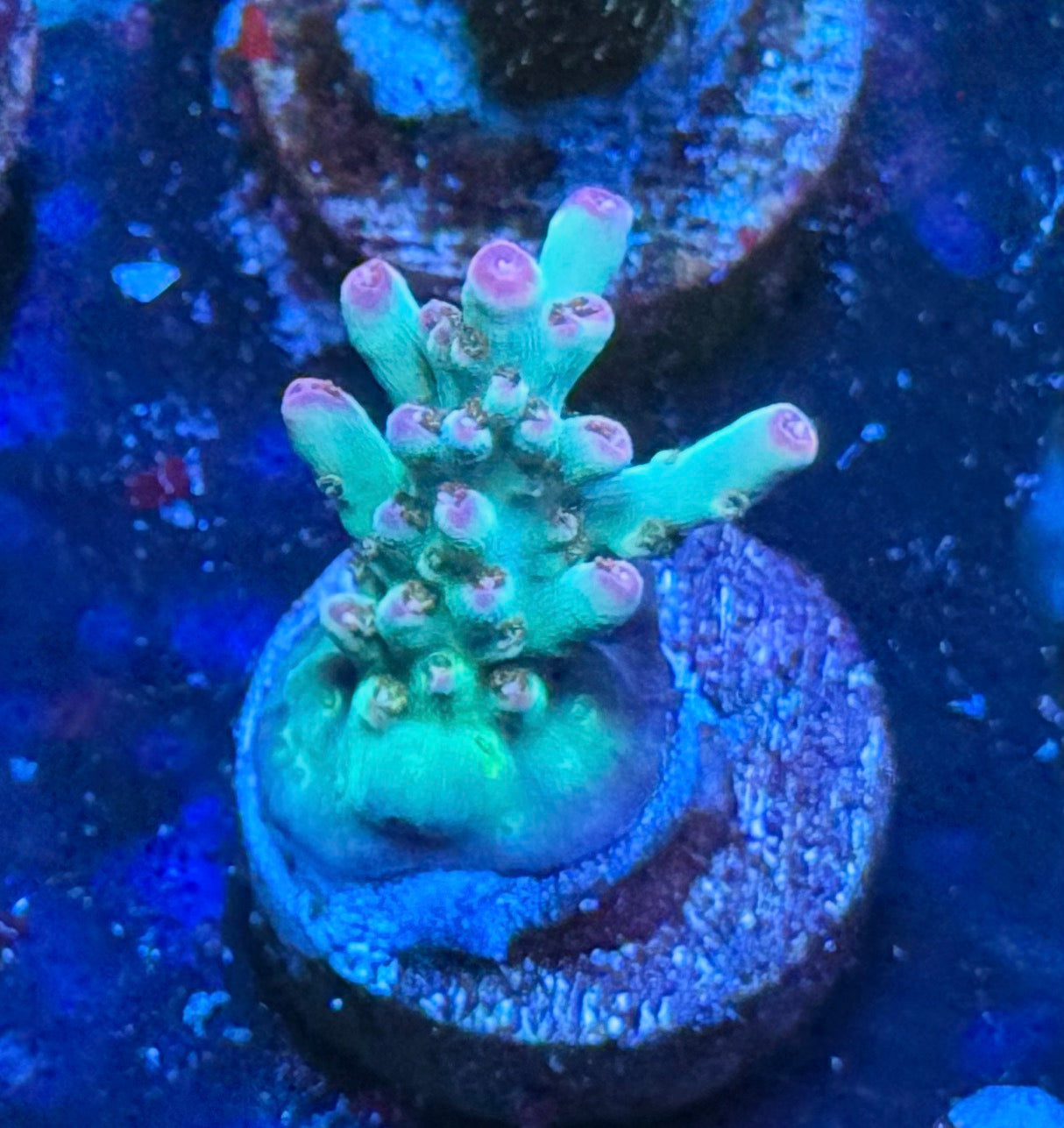 K’corals Sulley