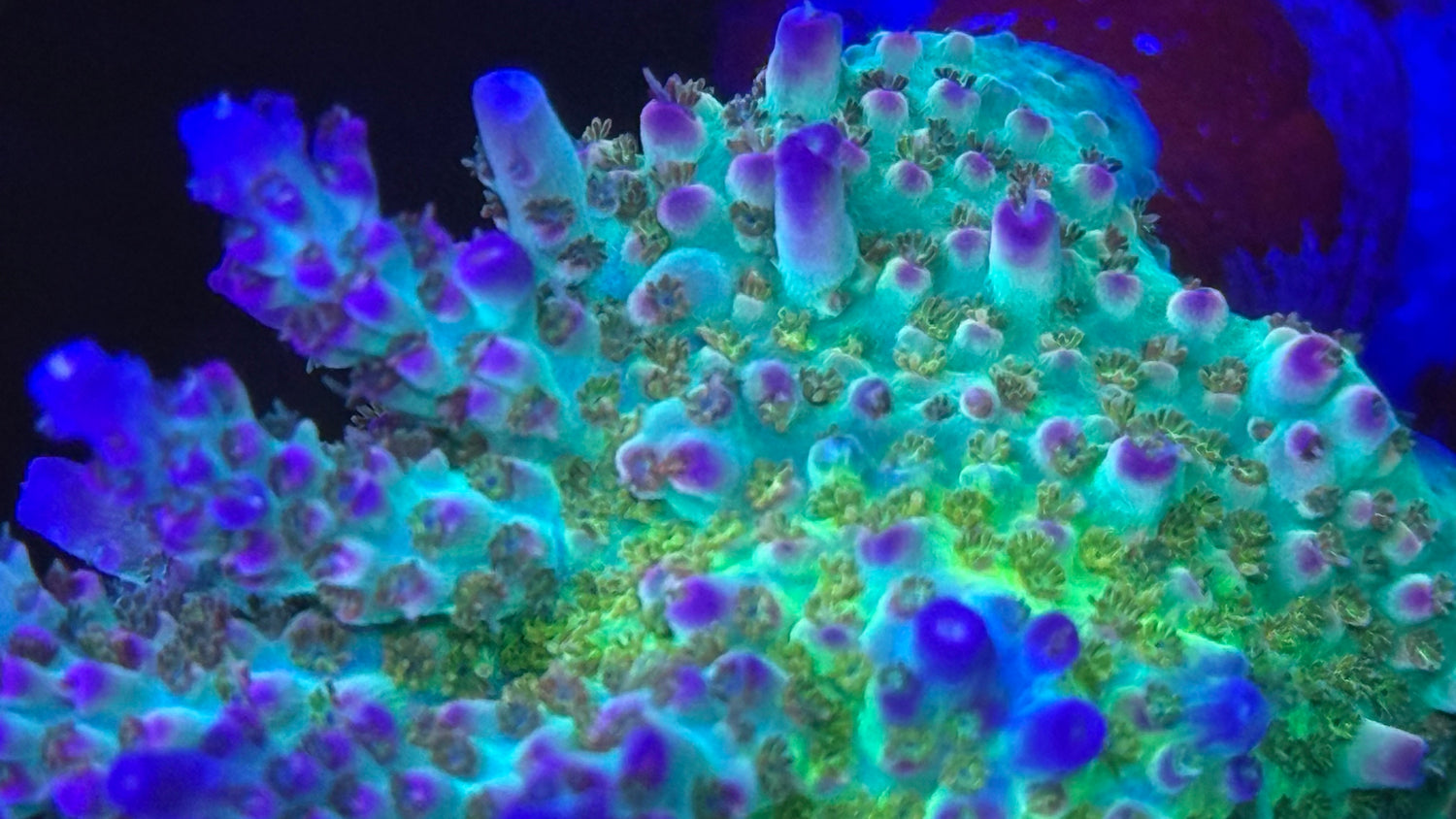 Sps Corals