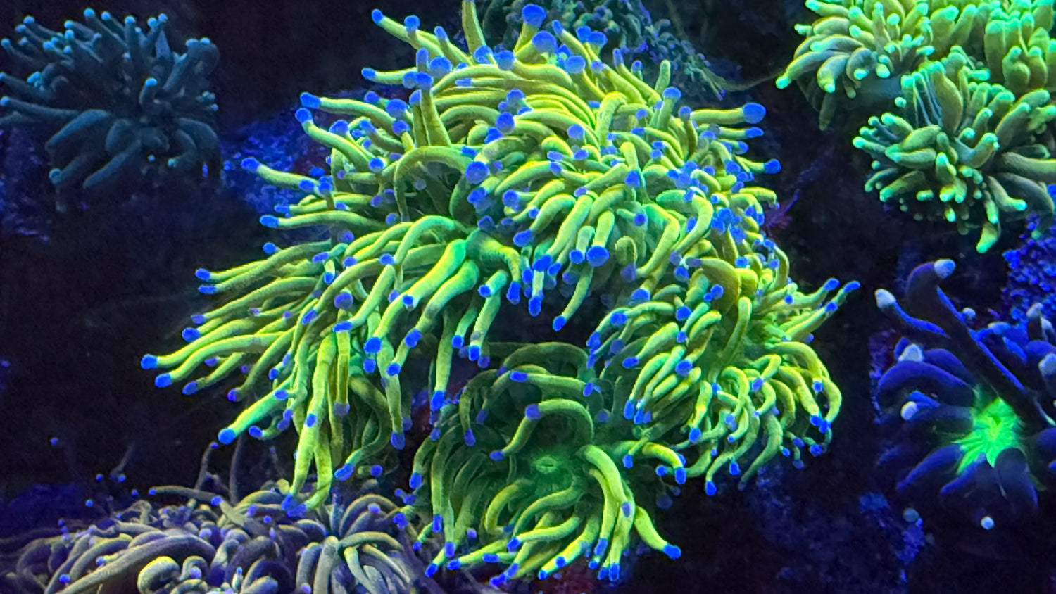 Lps Corals