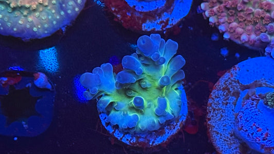 Bull Reef pearl berry