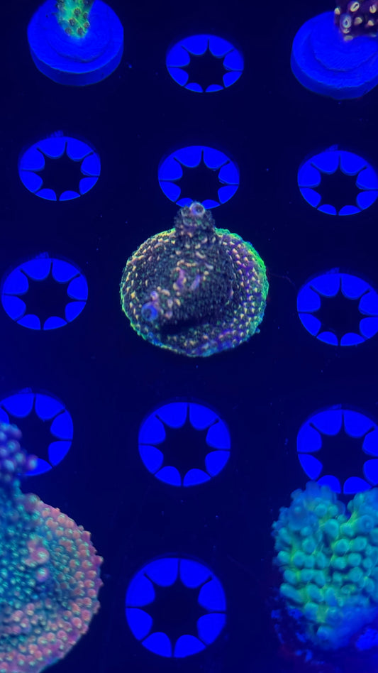 K’corals Golden Freza stag