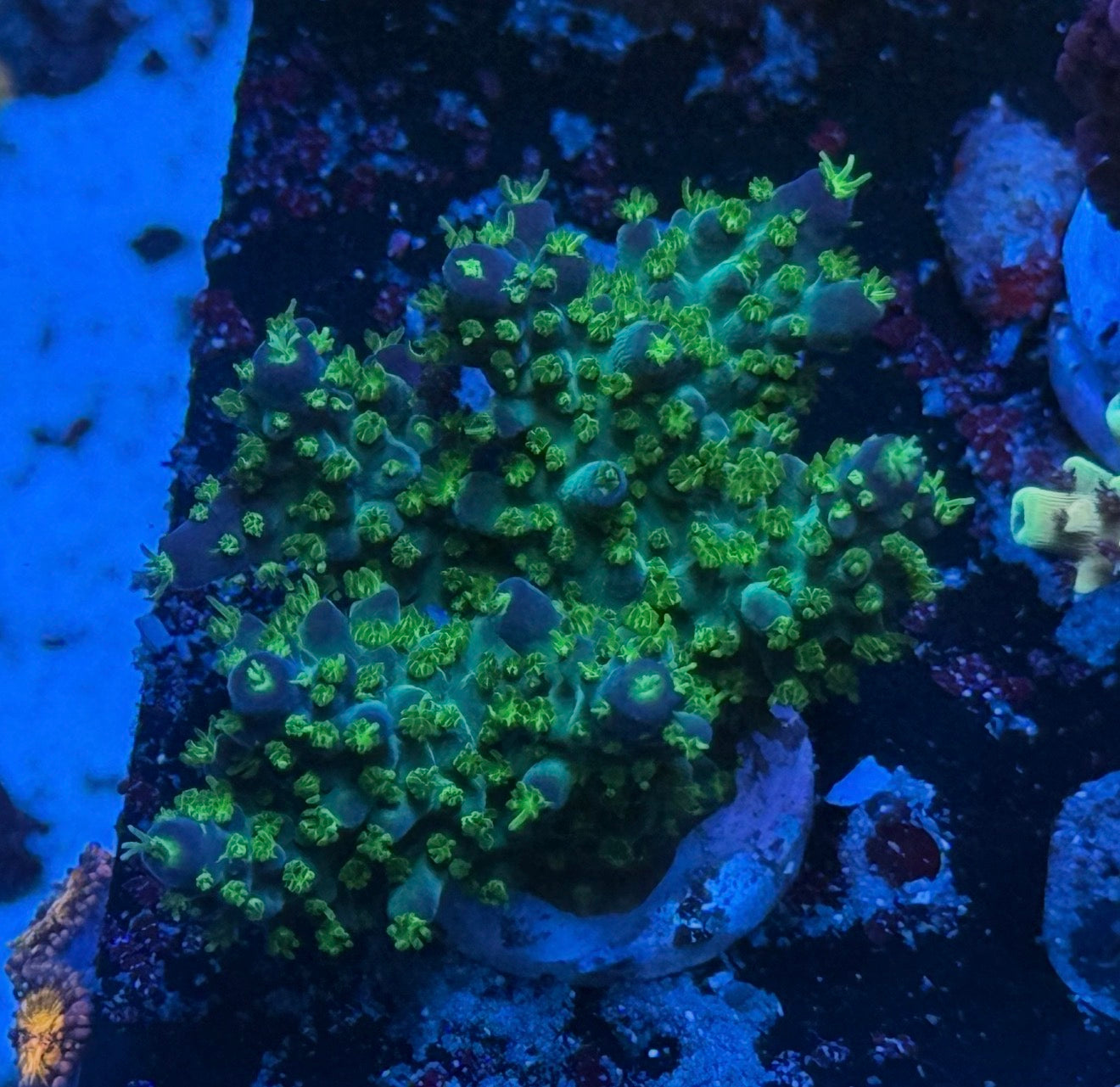 Kcorals Ultimate Bonsai