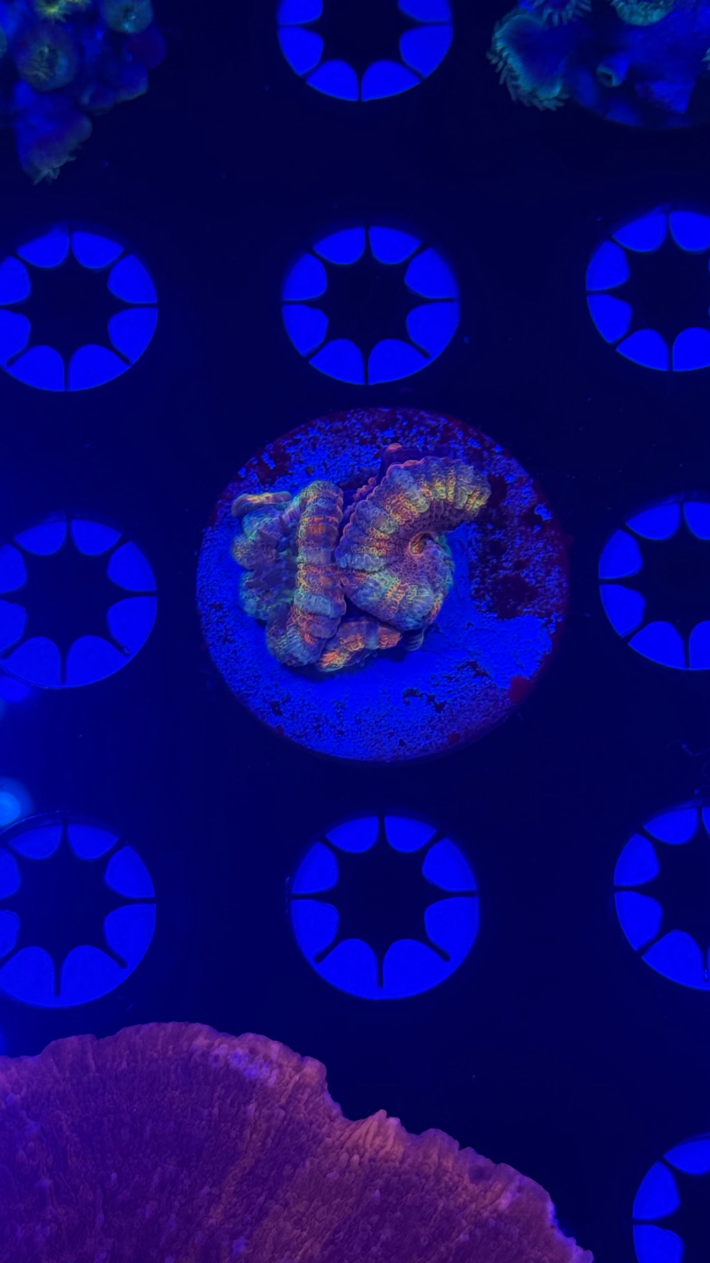 NaF Shameless rainbow acan