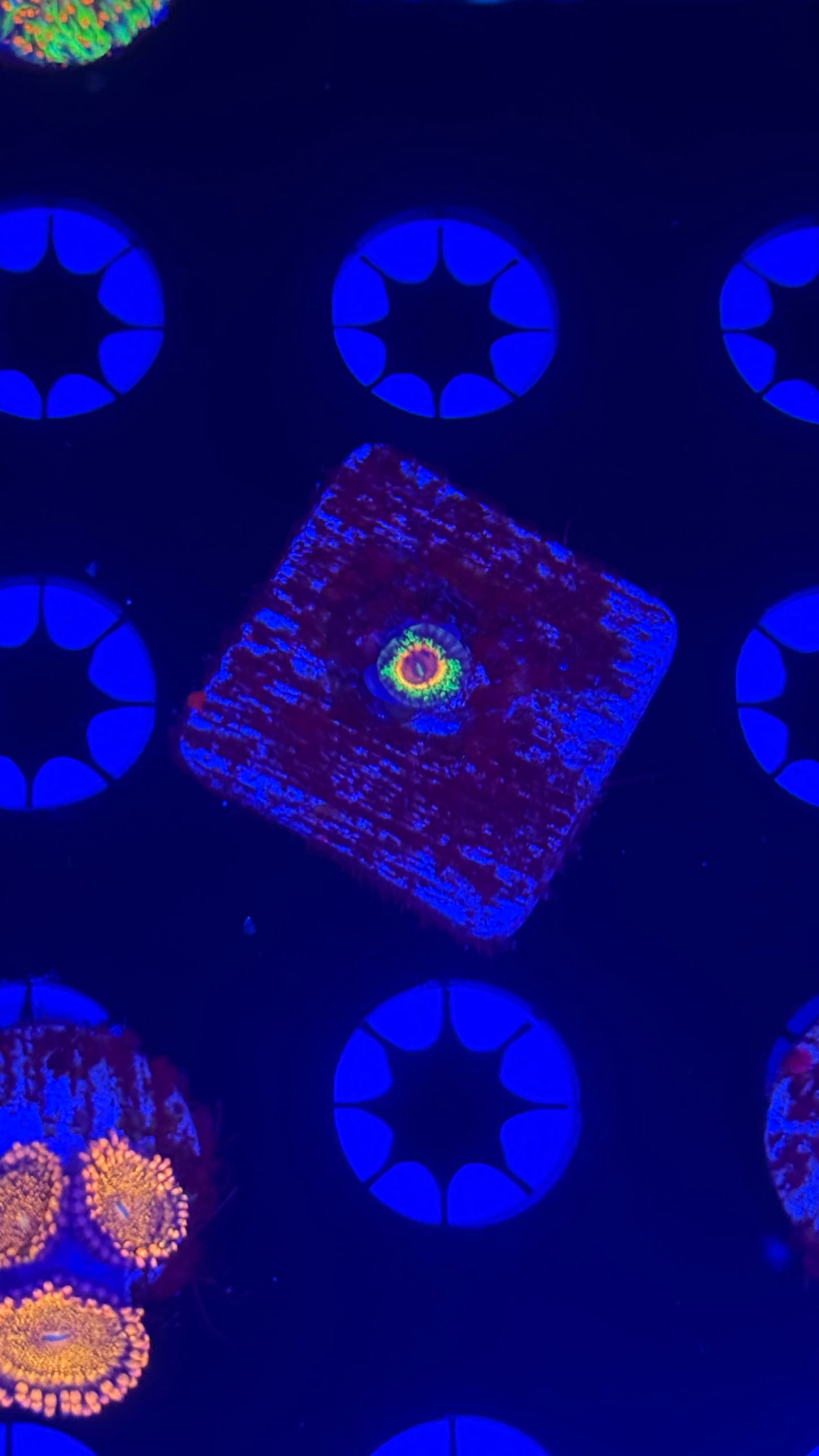 Little Shop of Horrors